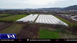 Shqipëri, Manjola Hafizi, fermerja që la Bankën për serën me mjedra