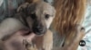 Ukrainians honored for saving animals during war