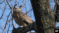 FILE - A Eurasian eagle-owl named Flaco sits in a tree in New York's Central Park, Feb. 6, 2023. 