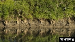 ভারতের পশ্চিমবঙ্গের সুন্দরবন।