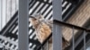 Who Freed Flaco? Owl's Escape From New York Zoo Remains a Mystery 