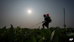 FILE - Farm worker Bhaskar Rao sprays natural pesticide at a farm belonging to Meerabi Chunduru, an avid practitioner and advocate of natural farming techniques, in Aremanda village, India, Feb. 11, 2024.