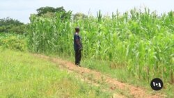 Nigerian ginger farmers struggle after outbreak of disease