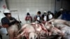 Totografía del 15 de agosto de 2014 muestra a trabajadores limpiando cerdos en el matadero de Cajabamba, en Ecuador.