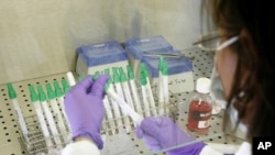 FILE - A lab assistant in a laboratory of the Bavarian health office for animals prepares samples to be checked for the H5N1 virus, which causes the bird flu, Nov. 21, 2005 in Oberschleissheim near Munich, Germany.