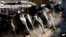 FILE - A line of Holstein dairy cows feed through a fence at a dairy farm in Idaho on March 11, 2009. 