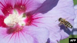 A honeybee lands on the blossom of a hibiscus to collect pollen in Ludwigsburg, southwestern Germany, on Aug. 7, 2017.