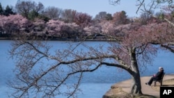 Una muer contempla desde una banca la mañana de este lunes en Washington los árboles en floración en la antesala de la primavera [Foto: Jacquelyn Martin /AP]
