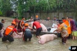 Rescuers carry pigs inside boats along floodwaters caused by Typhoon Doksuri as they evacuate them to safer grounds in Laoag city, Ilocos Norte province, northern Philippines, July 26, 2023.