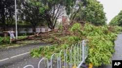 A man steps over a fallen tree in the aftermath of Typhoon Doksuri in Jinjiang city in southeastern China's Fujian province, July 28, 2023.