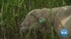 Sheep Help Fight Weeds on New York City's Governors Island
