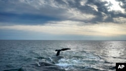 FILE - A pair of North Atlantic right whales interact at the surface of Cape Cod Bay, in Massachusetts, on March 27, 2023. 
