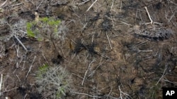 FILE - Trees lie in an area of recent deforestation identified by agents of the Chico Mendes Institute in the Chico Mendes Extractive Reserve, Acre state, Brazil, Dec. 8, 2022. 