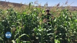 ሓረስቶት መስኖ ካብ ተርእዮ ጥሜት ምግልጋሎም ይገልፁ፡ ንዝያዳ ሓገዝ ግን ይፅውዑ