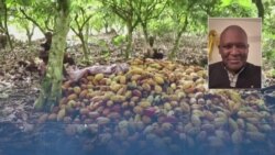 La production du Cacao en chute libre de 50% au Ghana et 25% en Côte d'Ivoire, les prix flambent