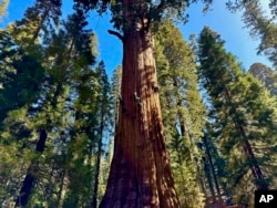 Researchers climb General Sherman, the world's largest tree, in Sequoia National Park, Calif. on May 21, 2024.