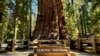 World’s largest tree passes health check 