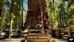 Researchers climb General Sherman, the world's largest tree, in Sequoia National Park, Calif., on May 21, 2024. 