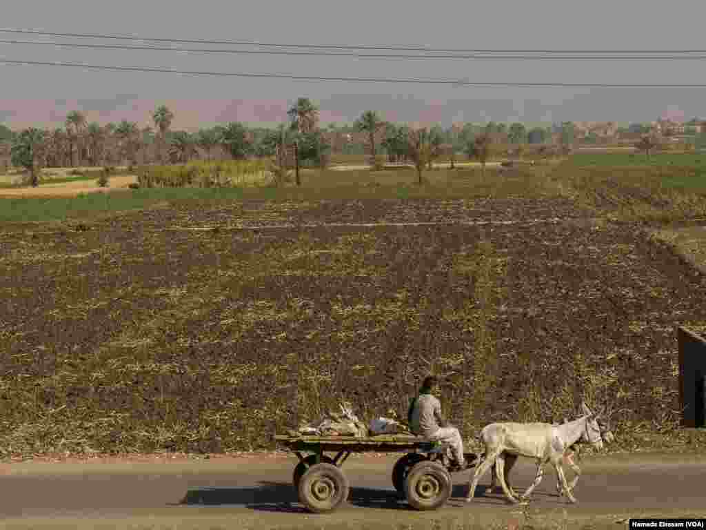 Young farmers pass wheat fields near the host city of the Aswan International Women Film Festival, or AIWFF, where about half of the governorate’s population lives in poverty, according to the latest official figures. Aswan, Egypt, April 20, 2024.