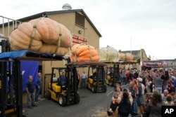 The final four pumpkins to be weighed are lifted up for the crowd at Safeway 50th annual World Championship Pumpkin Weigh-Off in Half Moon Bay, Calif., Monday, Oct. 9, 2023. (AP Photo/Eric Risberg)