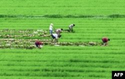 Farmers work at a rice field in Haian, in China's eastern Jiangsu province, on June 27, 2023.