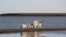 A polar bear family on a gravel spit extending from the Barter Island in Alaska. 