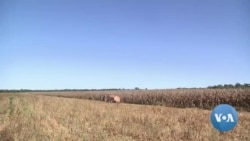 Zambian Opposition Decries Kenyan Maize Farming Deal