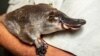 Platypus Returns to Australian National Park for First Time Since 1970s 