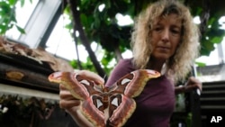 FILE - Ornithologist Francesca Rossi holds a newborn female attacus lorquinii at the greenhouse of the Museo delle Scienze (MUSE), a science museum in Trento, Italy, May 6, 2024.