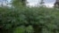 FILE - Industrial cannabis crop is grown in a field at Nambuma Township in Dowa District, central Malawi, April 8, 2022. Eswatini is joining many of its African neighbors in legalizing cannabis for medical purposes, revising a colonial drug law dating back a century.