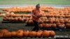 Water Woes, Hot Summers, Labor Costs Are Haunting Pumpkin Farmers in the West