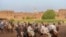 Dozens of performers assemble on a plot of farmland for the El-Mermah competition. The objective is to tap competitors with a long stick from the back of a galloping horse. In the village of Al-Biirat, Egypt on Sept. 12, 2023. (Hamada Elrasam/VOA)