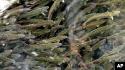 FILE - Juvenile coho salmon swim in a holding pond at the Cascade Fish Hatchery, March 8, 2017, in Cascade Locks, Ore. 