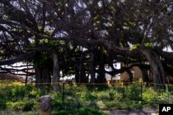 New growth is seen on the 150-year-old banyan tree damaged by the August wildfire in burn zone 11A, Dec. 8, 2023, in Lahaina, Hawaii.