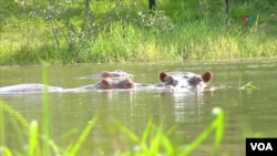 Dos hipopótamos ubicados en uno de los lagos en la hacienda Nápoles, ubicada en la localidad de Puerto Triunfo, en el departamento de Antioquia, Colombia. Foto: Johan Reyes, VOA. 