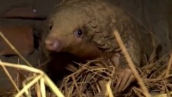 Inteligencia artificial para proteger a los pangolines 