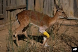 An injured fallow deer walks at the Attica Zoological Park in Spata suburb, eastern Athens, Aug. 4, 2023.