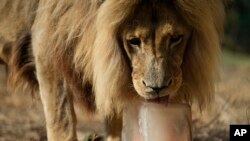 Tiembe, a 15-year-old Angolan lion, licks his frozen breakfast, chunks of red meat and bone packed in a block of ice, at the Attica Zoological Park in Spata suburb, eastern Athens, Aug. 4, 2023.