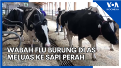 Wabah Flu Burung Meluas ke Sapi Perah