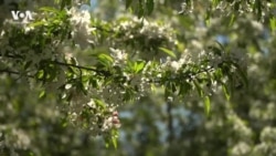 Однажды в Нью-Йорке 