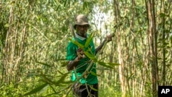 Joseph Katumba, a caretaker at Kitara Farm, works near Mbarara, Uganda, on March 8, 2024. Katumba said the property has become something of a demonstration farm for people who want to learn more about bamboo. (AP Photo/Dipak Moses)
