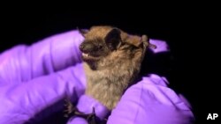 FILE - Biologist Ashley Wilson holds a big brown bat in Sharon Township, Mich., June 21, 2023.