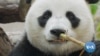 Washington Zoo Says Goodbye to Its Giant Pandas 