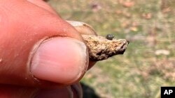 FILE - This photo provided by Lynne Buckner shows a Kings River pryg, a springsnail found in 13 isolated springs around Thacker Pass, Nev., on April 7, 2022.