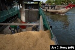 Workers scoop paddy rice into the mouth of a vacuum tube on a boat for processing at Hoang Minh Nhat, a rice export company in Can Tho, Vietnam, on Friday, Jan. 26, 2024. (AP Photo/Jae C. Hong)