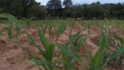 Udaba lwezibungu ezihlasela izilimo koMvuthu siluphiwa nguNokuthaba Dlamini