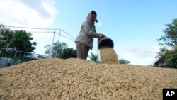 រូបឯកសារ៖ កសិករ​ម្នាក់​កំពុង​ប្រមូល​ស្រូវ​ដាក់​ហាល​ នៅ​ជាយ​រាជធានីភ្នំពេញ កាលពីថ្ងៃទី៨ ខែវិច្ឆិកា ឆ្នាំ២០២៣។ 