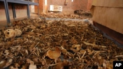Newly discovered bones of people killed as they sought refuge inside a Catholic church are laid out on the floor as a memorial to the thousands who were killed during the 1994 genocide, in Nyamata, Rwanda, April 5, 2024. 