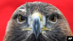 FILE - Golden eagle Inka looks to the visitors at the hunting fair in Dortmund, Germany, Jan. 28, 2020.