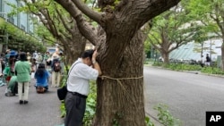 Takayuki Nakamura prays against a 100-year-old ginkgo tree that could be cut down under a disputed development plan for in the Tokyo Jingu Gaien park area in Tokyo, Aug. 27, 2023.